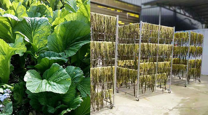 歐思丹助力（lì）蔬（shū）菜烘幹，魅力優勢盡顯！